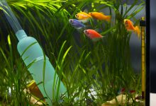 Photo of Как выбрать LED лампу для аквариума