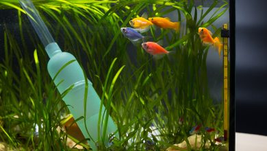 Photo of Как выбрать LED лампу для аквариума