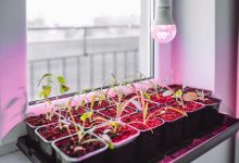 Photo of Как выбрать LED лампу для теплицы