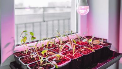 Photo of Как выбрать LED лампу для теплицы