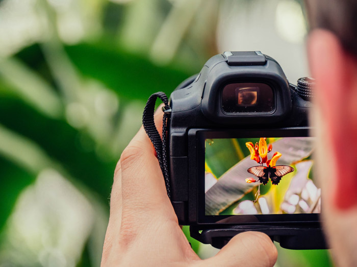Close up of a photography holding a macro camera taking a photo of a butterfly