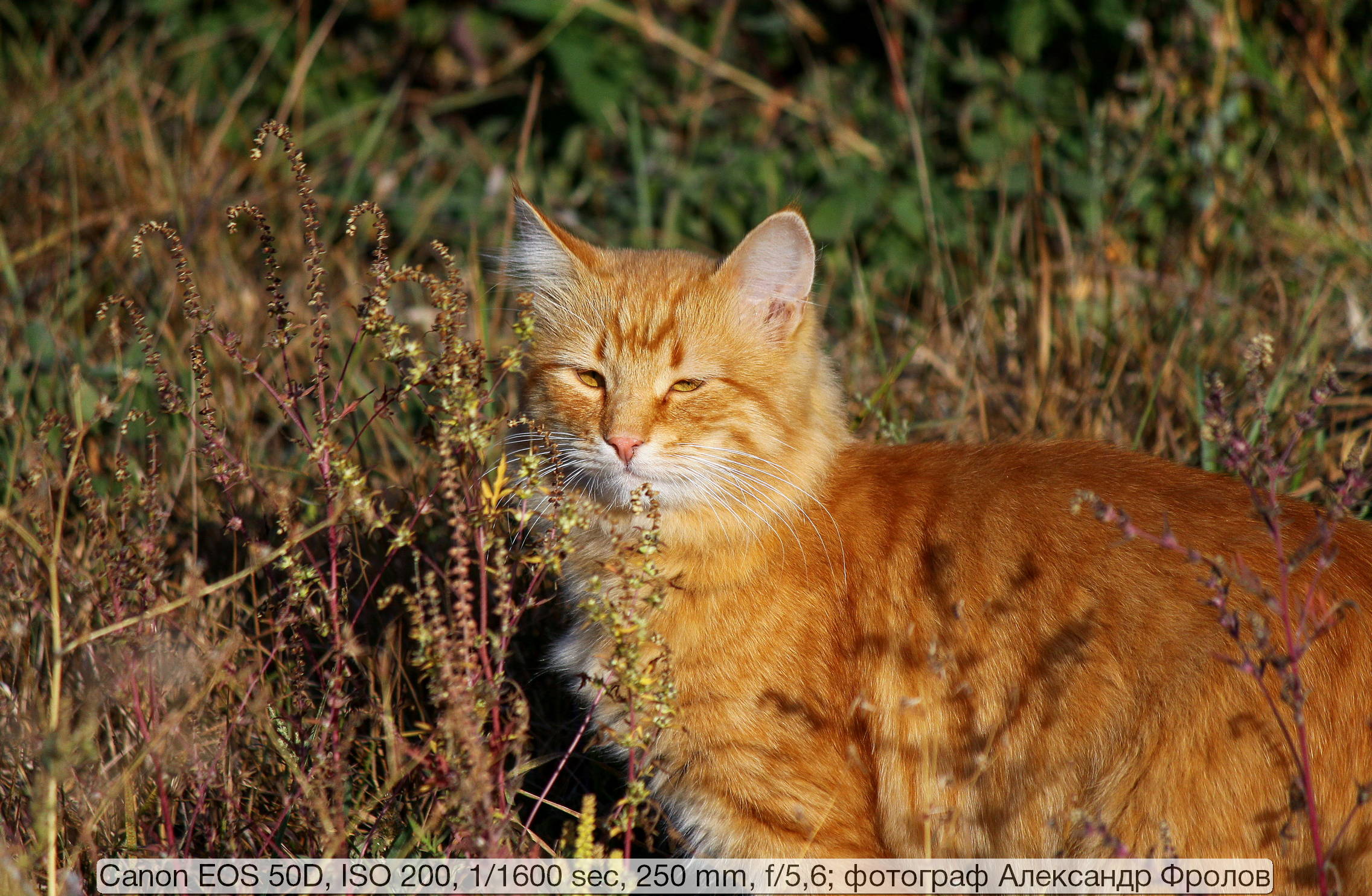 Canon EOS 50D с объективом