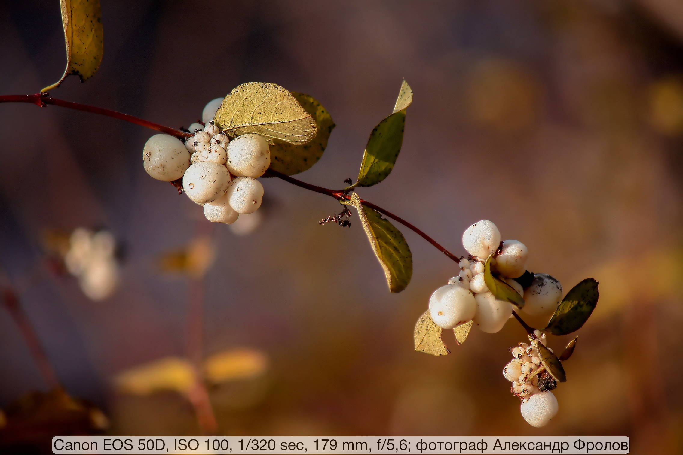 Canon EOS 50D с объективом