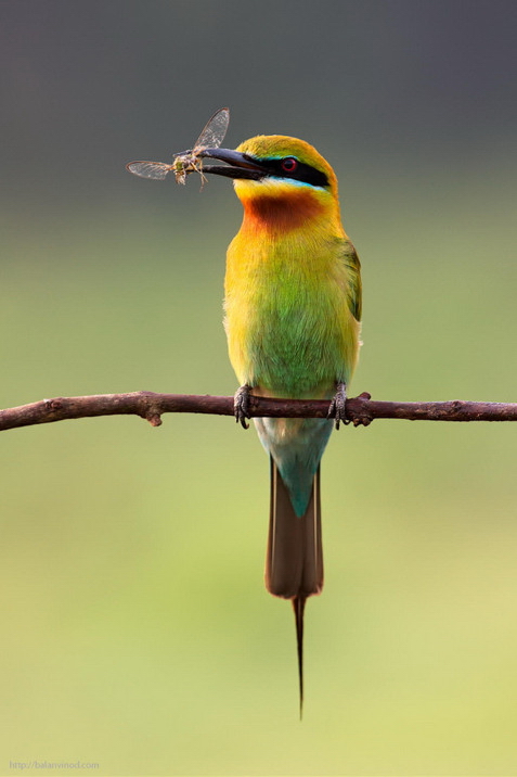 Птица поймала стрекозу. Фото: Balan Vinod
