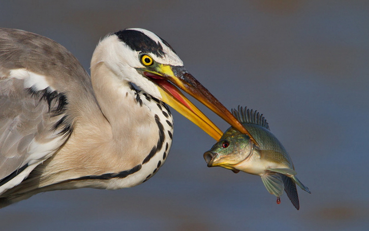 Птица с рыбой. Фото: Doron Hoffman