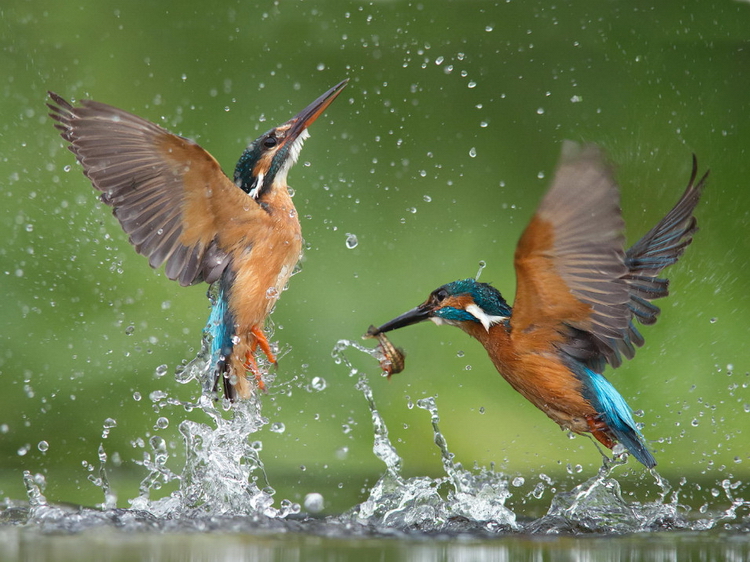 Птицы в воде. Фото: Jamie MacArthur