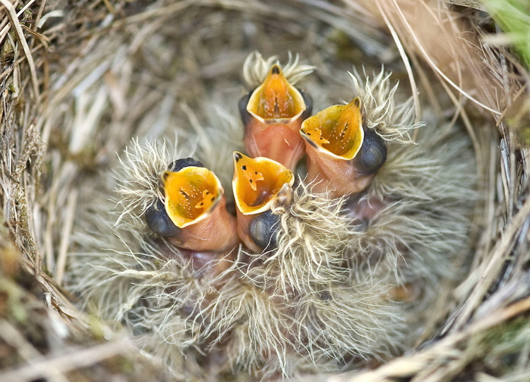 Птенцы. Фото: Gary Howells