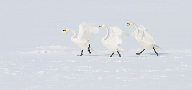 Лебеди. Фото: Harry Eggens