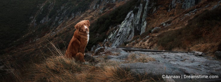 A dog in the mountains. Traveling with the pet. Healthy lifestyle.