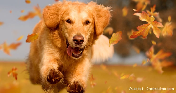 Dog, golden retriever jumping through autumn leaves