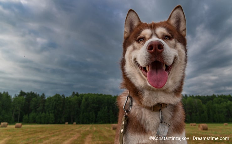 Portrait happy Siberian husky dog. Cute husky dog on the background dramatic sky with clouds. Low Angle View.