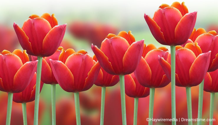 Spring Tulip Flower Background