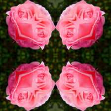Эффект калейдоскопа из фотографии розовой розы