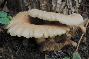 Фото грибов на дереве с обработкой Shadow/Highlight